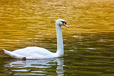 千人同屏！KK对战平台《圣剑酒馆》打响史诗战争